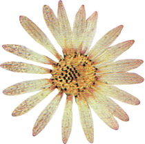 Flower Plant Texture